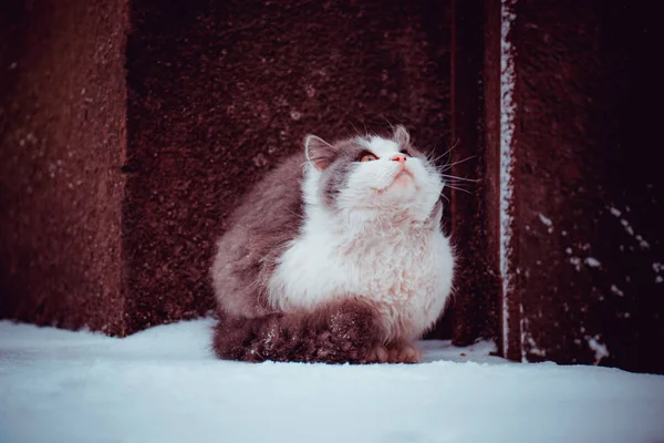 Bahçedeki kedi. Kışın karda genç kedi — Stok fotoğraf
