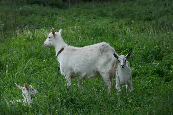 Troupeau de chèvres de ferme. Chèvre blanche avec enfants — Photo