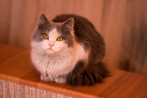 Gato gris blanco en la habitación de la casa —  Fotos de Stock