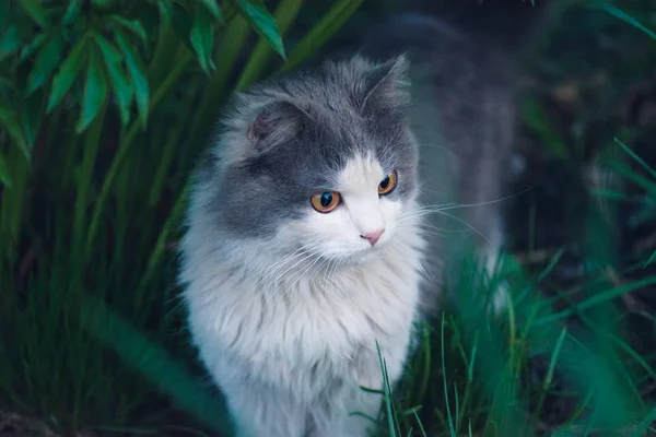 Bellissimo ritratto di gatto con gli occhi gialli — Foto Stock