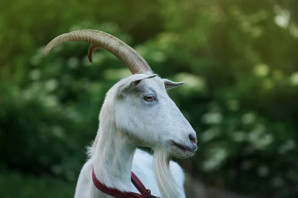 Close-up goat at sunny  village countryside. — Stock Photo, Image