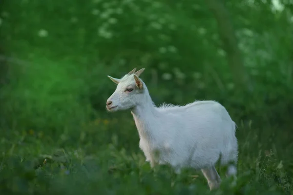 Baby kecske séta a réten. Kecske gyerek eszik zöld fű — Stock Fotó