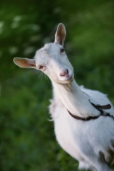 Portret van witte volwassen geit gras op weide. — Stockfoto