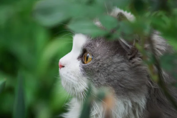 Grå katt som leker i hagen. Katten i hagen – stockfoto