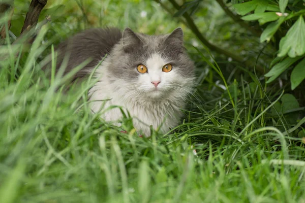 Gato gris jugando en el jardín. Gato en el jardín — Foto de Stock