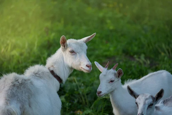 Ziegenherde. Ziegenfamilie. Ziegen weiden auf einer grünen Wiese . — Stockfoto