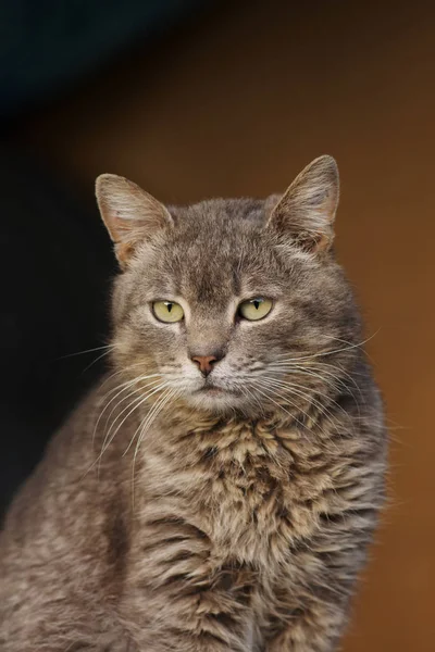 Ritratto di gatto da vicino. Gatto grigio soffice con gli occhi gialli — Foto Stock