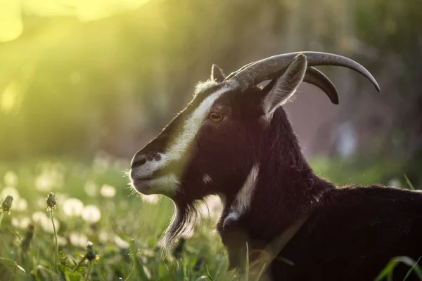 Head of funny black goat. Black goat portrait