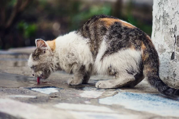 Um gato sem-abrigo. Sem-teto gato vadio na rua rústica — Fotografia de Stock