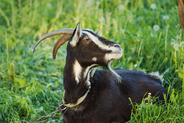 Black goats eating grass outdoor. Black beautiful cute goat