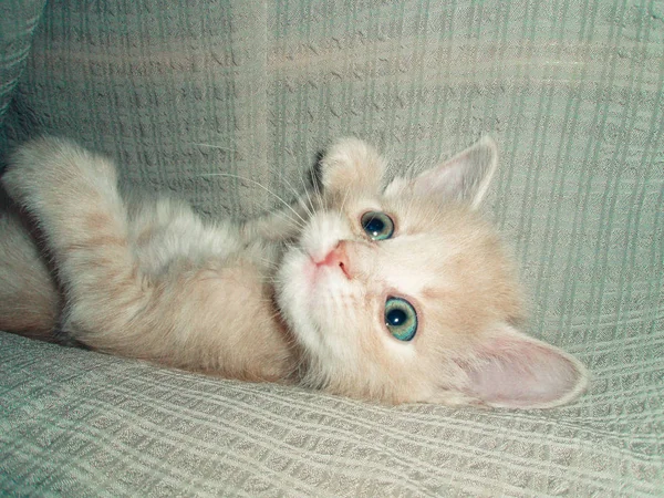 Le chat est assis dans le jardin près du poivron. Chat couché dans la nature . — Photo