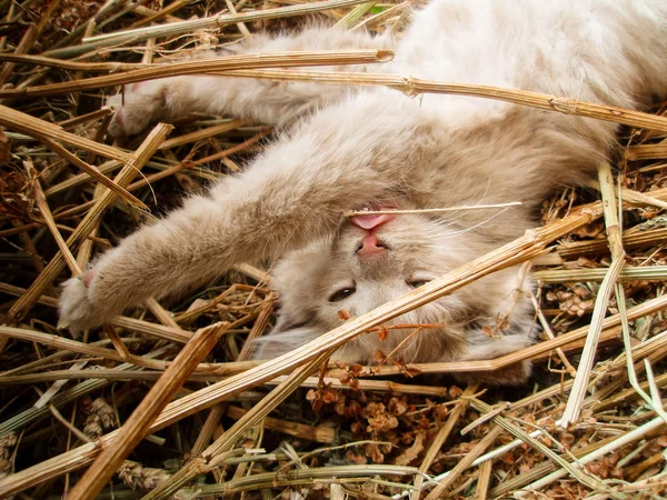 Gato con lengua que sobresale. Gato en la granja lamiendo su cara —  Fotos de Stock