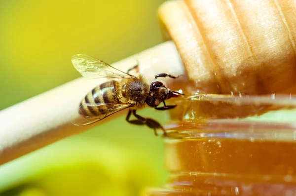 Abeja sentada sobre un vaso de miel — Foto de Stock