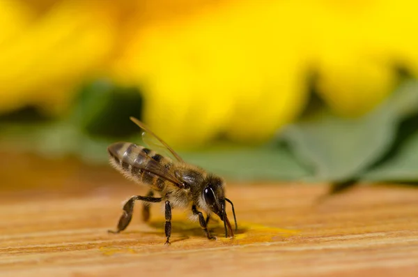 Abeja en madera al aire libre — Foto de Stock