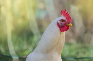 Çiftlik arka planında beyaz bir hen. Bir köyde Yerli horoz