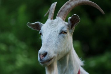 Boynuzlu güzel keçi keçisi. Otlak üzerinde keçi 