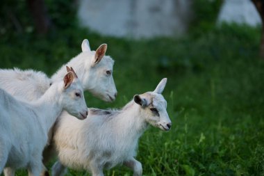 Keçi yavrularıyla birlikte çiftlikte. Bir anne ve çocuklarının ailesi