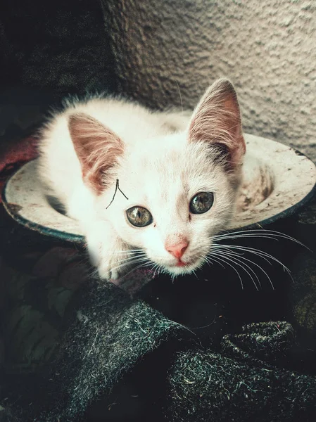 Straat kat in de zonnige dag. Dakloze kat op de straat van de stad. — Stockfoto