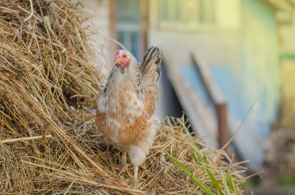 White hen on farm background. Domestic cock in a village