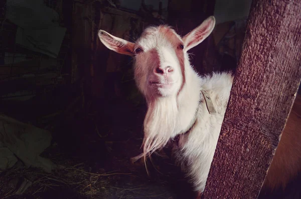 White goat in barn. Goat  walking on barn