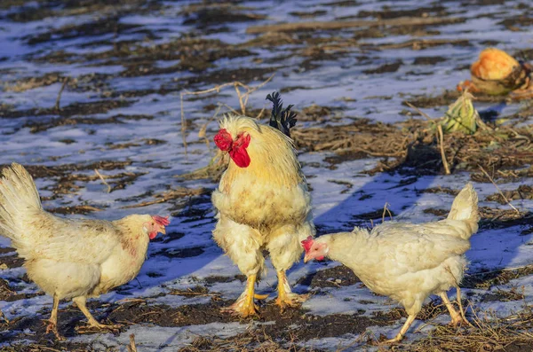 Hens in winter. Chickens  in the winter grazing outdoors