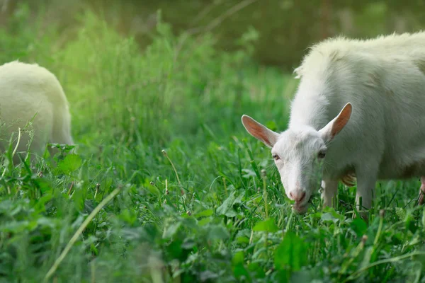 Ziegen weiden auf Gras. Ziege auf einem grünen Hof — Stockfoto