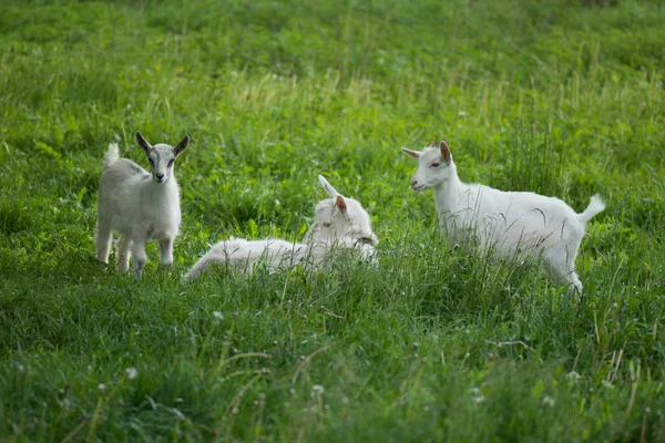 Ziegen vor grünem Grashintergrund. Die Weide des Viehs. — Stockfoto