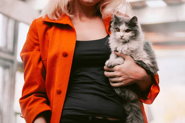 집에서 사랑스러운 고양이. 여자의 손에 아름다운 고양이 — 스톡 사진