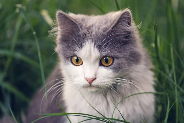 Schöne exotische Katze sitzt in einem Blumenfeld — Stockfoto