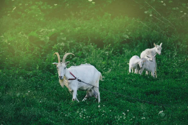 Ziegen vor grünem Grashintergrund. Die Weide des Viehs. — Stockfoto