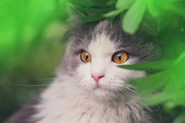 Gato bonito sentado em um campo de flores — Fotografia de Stock