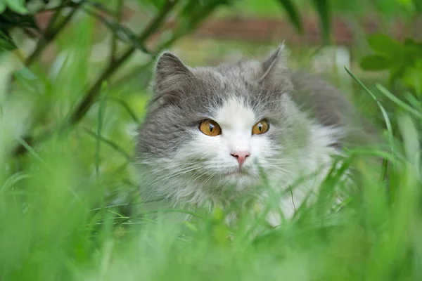 정원에서 노는 회색 고양이. 정원에서 고양이 — 스톡 사진