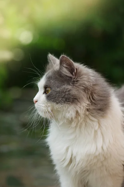 Fuffy gato cinza e branco sentado entre os arbustos — Fotografia de Stock