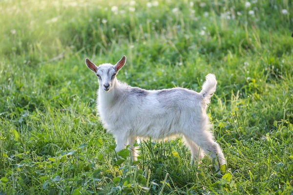 Baby Goat går på ängen. Goat Kid äter grönt gräs — Stockfoto