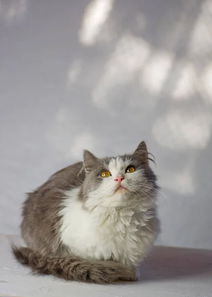 Branco gato cinza no quarto na casa — Fotografia de Stock