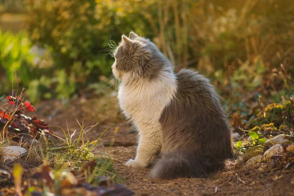 Красива кішка сидить у квітковому полі — стокове фото