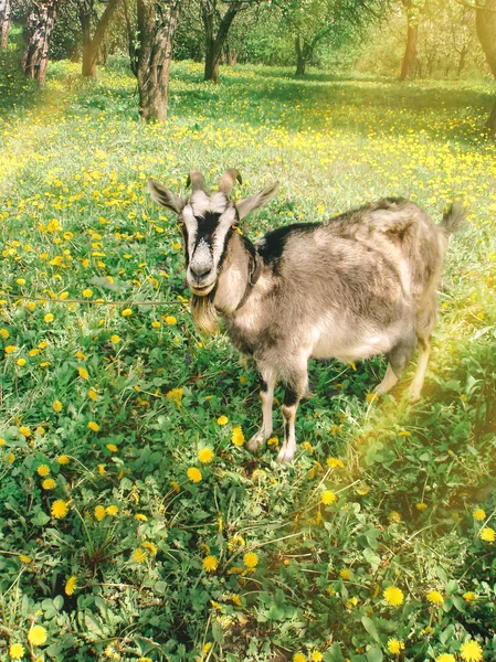 Chèvre brune marchant sur la prairie. Chèvre mangeant de l'herbe à la ferme regardant la caméra . — Photo