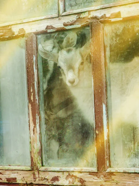 Chèvres blanches sur la fenêtre de la grange. Jeunes chèvres domestiques — Photo