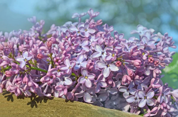 Beautiful lilac on a wooden background — Stock Photo, Image
