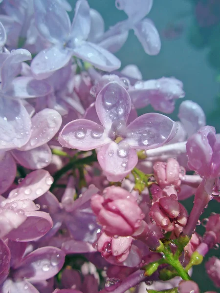 Piękne tło bzu. Wiosna liliowy fioletowe kwiaty — Zdjęcie stockowe