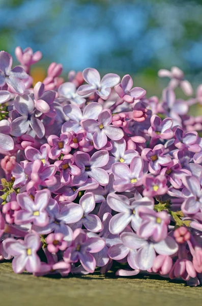 Bouquet of purple lilac flowers on wooden background — Stock Photo, Image