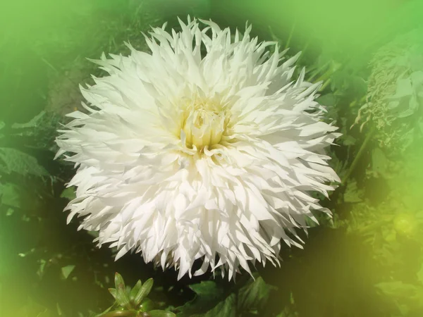 Dahlia cactus flower in the garden close up. — Stock Photo, Image