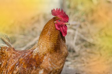 Kahverengi horoz açık yakın çekim.