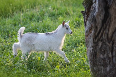 Tarlada küçük beyaz keçi çocuk. Çimenlerde küçük beyaz keçi