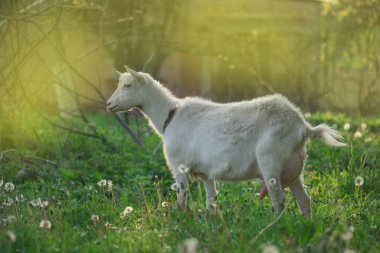 Güneşli bir günde bahçeden geçen beyaz keçi.