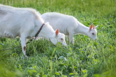Beyaz Keçi çocuklar ile 