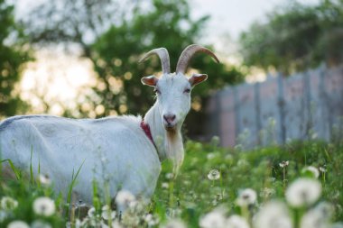 Güneşli bir günde bahçeden geçen beyaz keçi. Ev bahçesinde keçiler