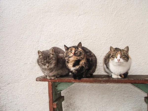 Roztomilé farmářské kočky. Kočky sedí na lavičce — Stock fotografie