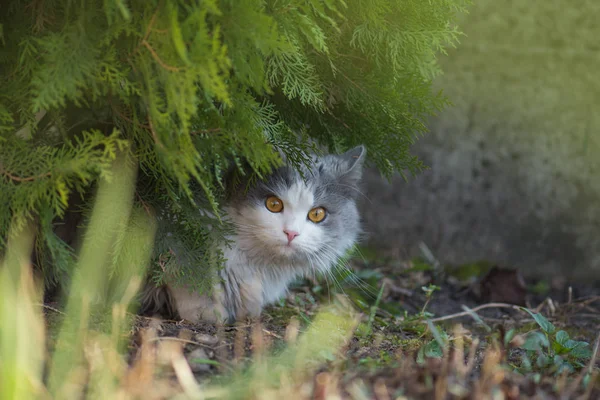 Gato bonito sentado em um campo de flores — Fotografia de Stock