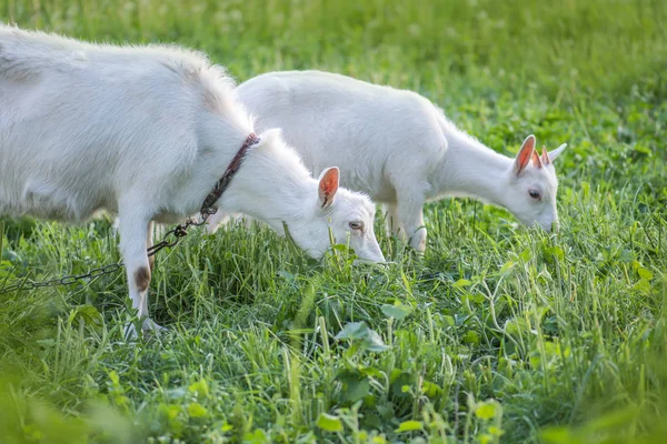 Weiße Ziege mit Kindern — Stockfoto